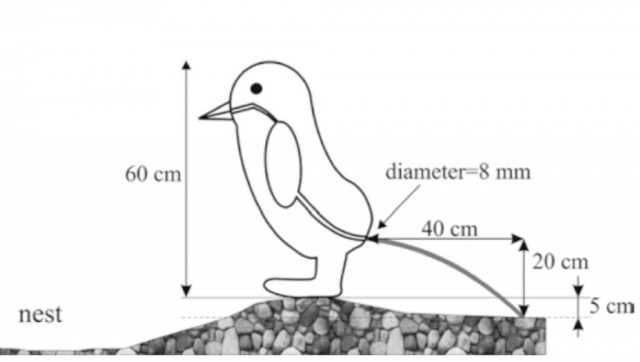Ученые наконец-то выяснили, на сколько именно пингвины способны выстрелить калом (на полтора метра), и какова упругость их ануса