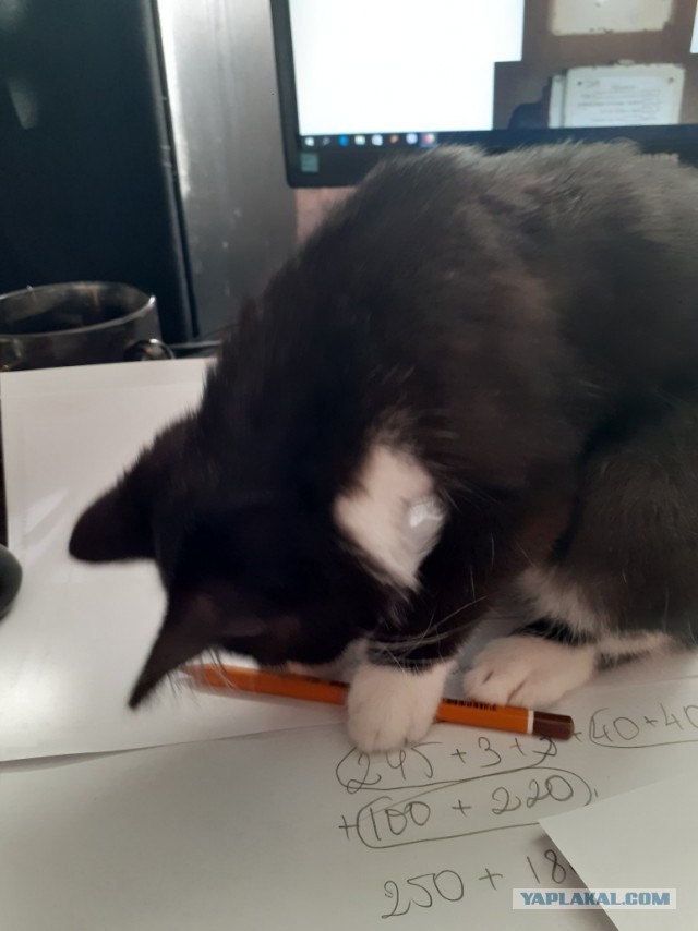 Житие одного кота. В фотографиях. Вторник же...