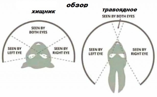 Различные  руководства и инфографики.