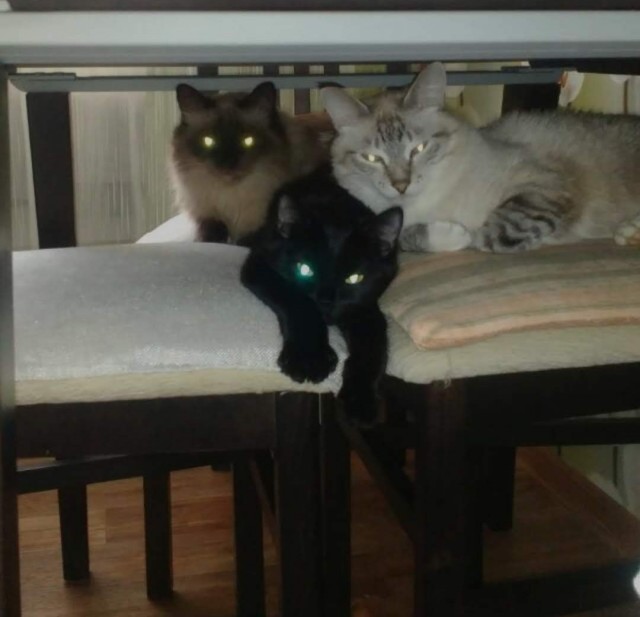 Котовторник же!