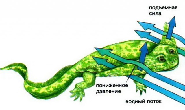 Диплокаулюс: Огромная амфибия с треугольной головой. Зачем ей нужна была такая рогатина?