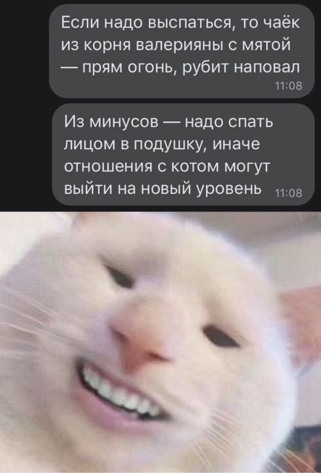 Котики. Разной степени адекватности