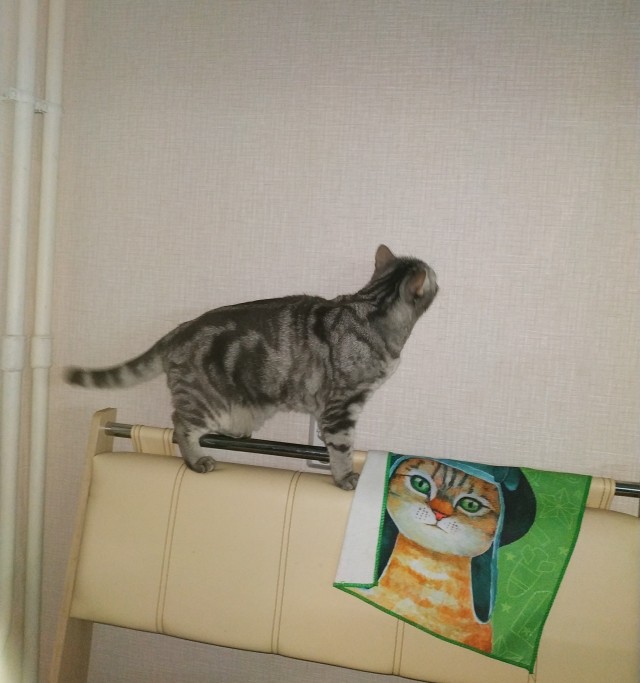 Мой самый первый КОТовторник!