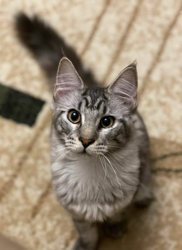 Котовторник так котовторник