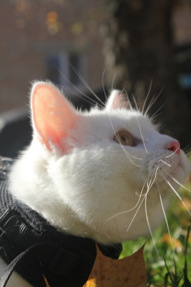 Котовторник 1.11.22
