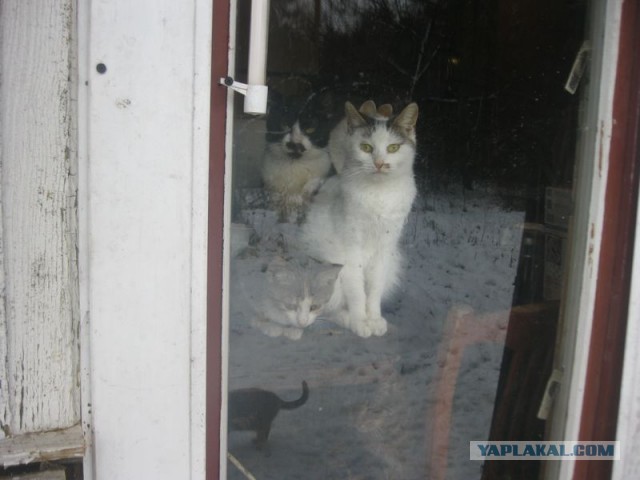 Жизнь домашнего приюта для котеек 424