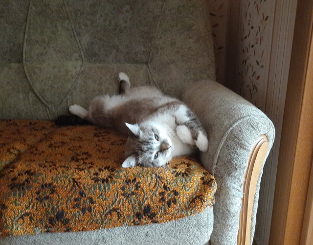 Котовторник! 16+ Коллеги-рабы, отмечаемся, у кого хозяину много лет!