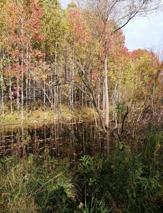 Краски осени