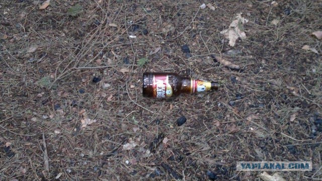 Сходил в лес