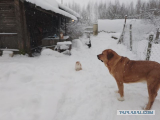 Жизнь домашнего приюта для котеек 479