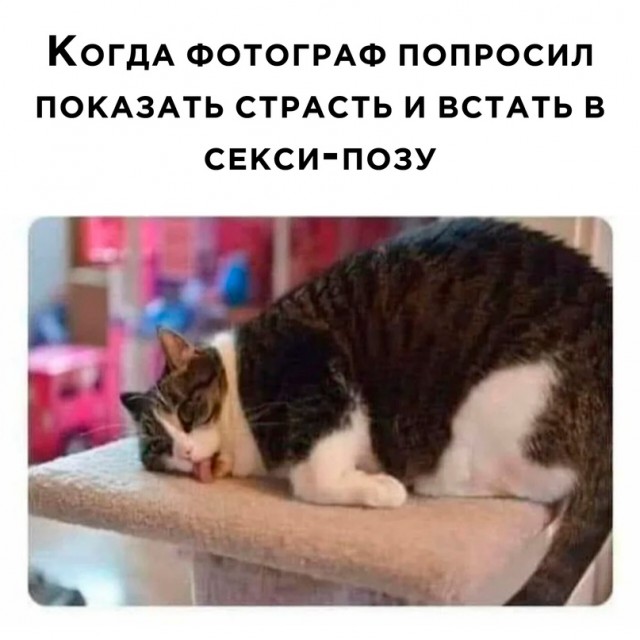 Весёлый полтишок 29.01.24