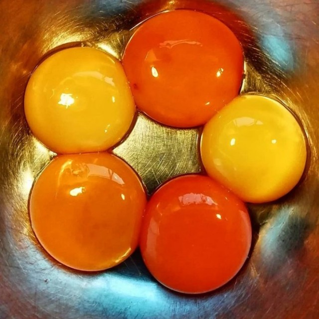 Интересное о курицах (птицах)