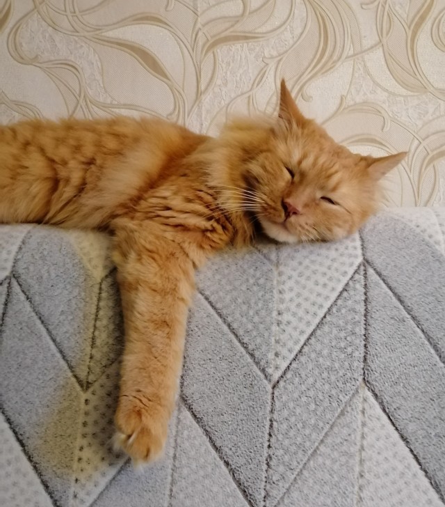 Котовторник. Мой котан