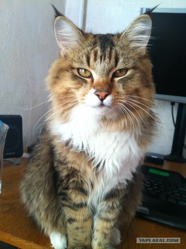 Немного о  Мейн Куне.