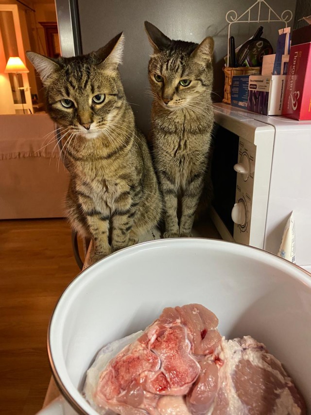 Это что, котовторник?