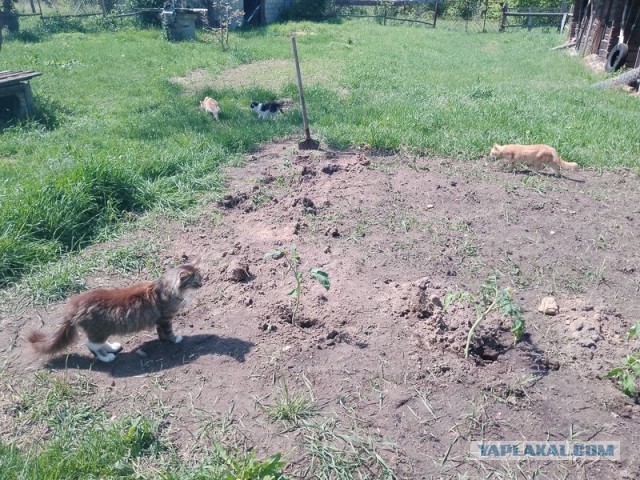 Жизнь домашнего приюта для котеек 545