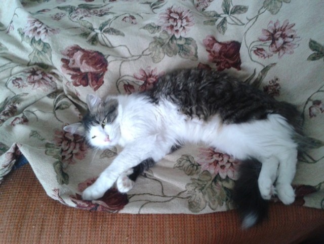 Котовторник 25.06.2013