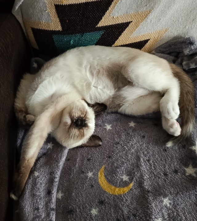 Котаняны