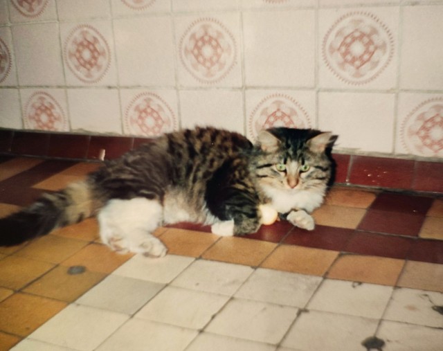 Уличные котики