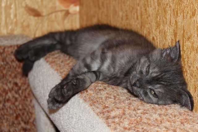 Котовторник на 24.09.2013г