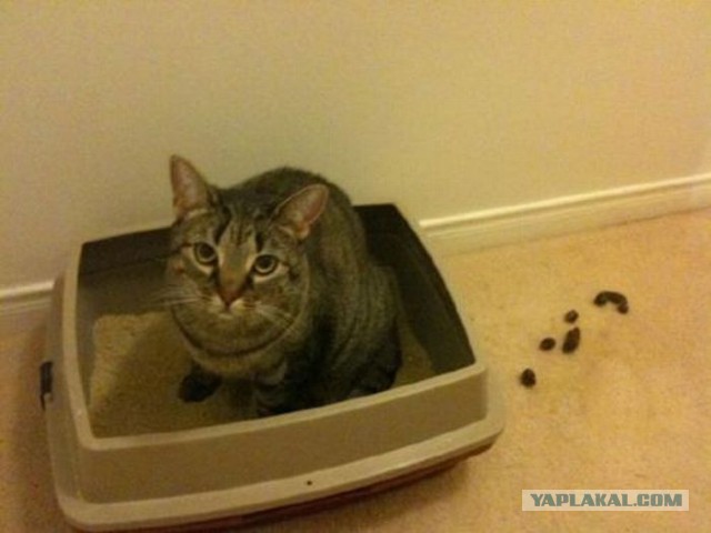 Коты ученых