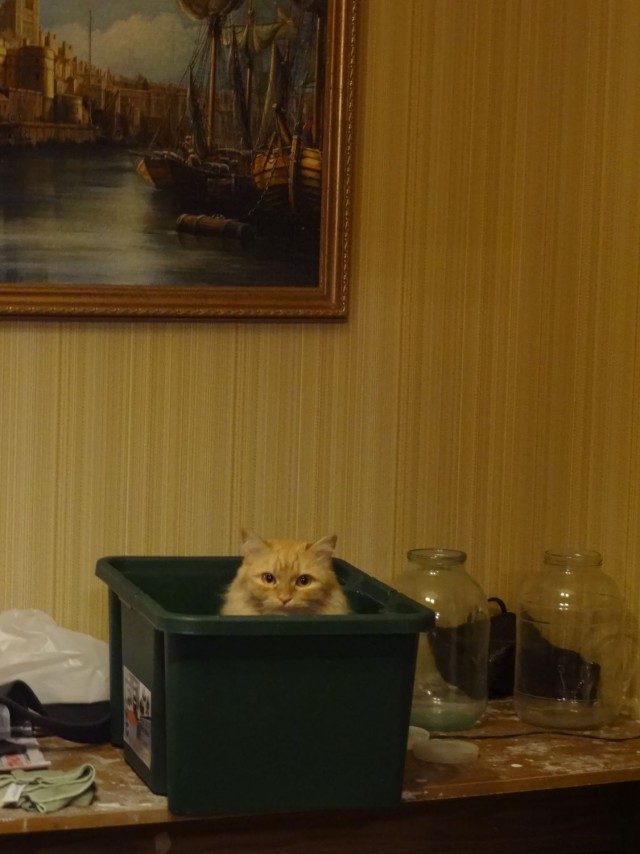 Котовторник 22.04.2014