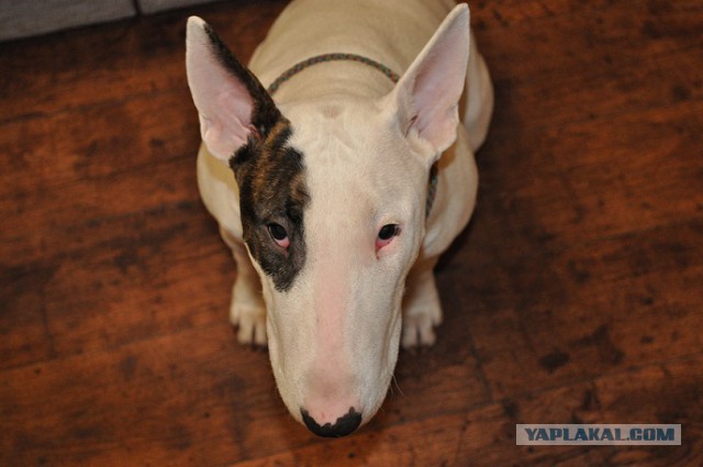 21 повод быть благодарным собаке