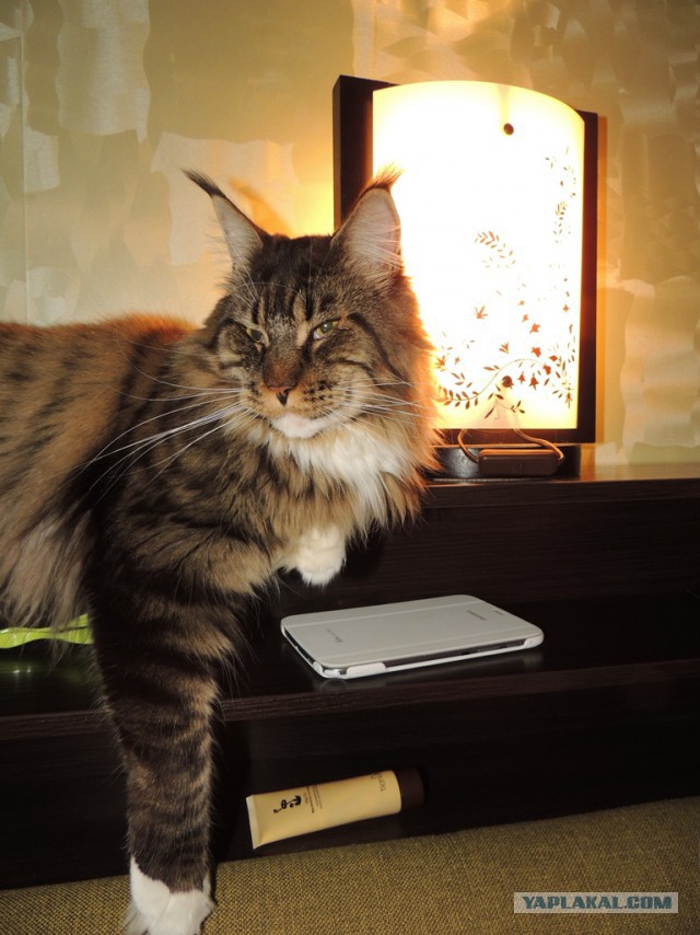 Котовторник