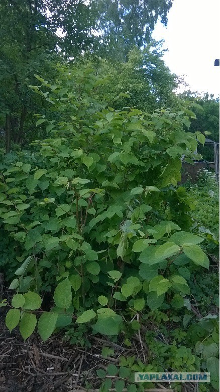 Помогите уничтожить адское растение