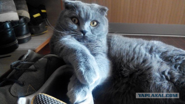 Котовторник 19.01.2016