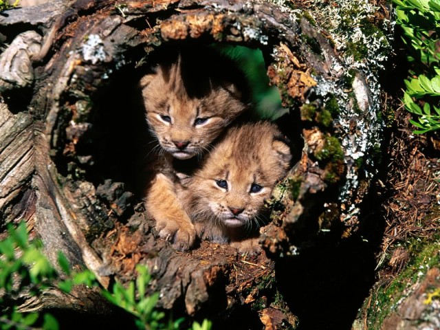 Большие коты!