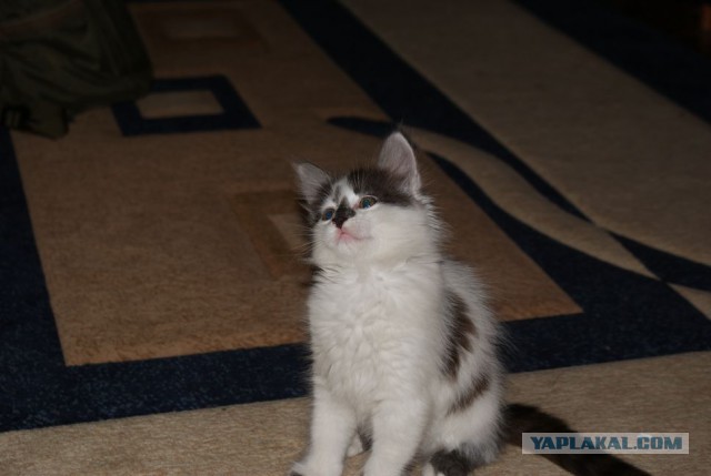 Котовторник 21.06.16