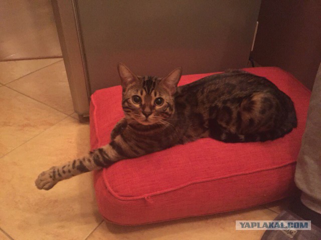 Ваши фотки котов на телефон