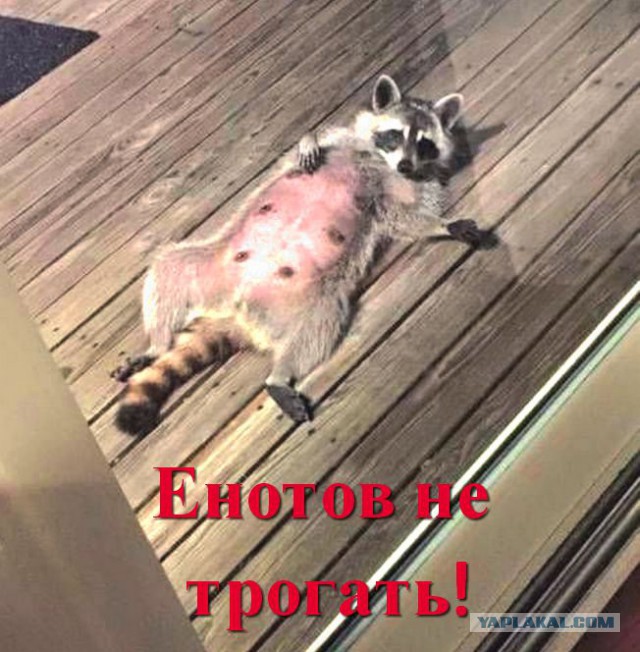 Разборка с енотом