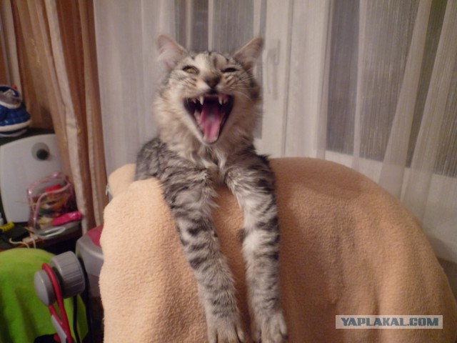 Мой зевающий кот
