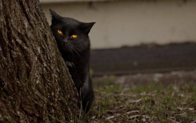 Коты из сети