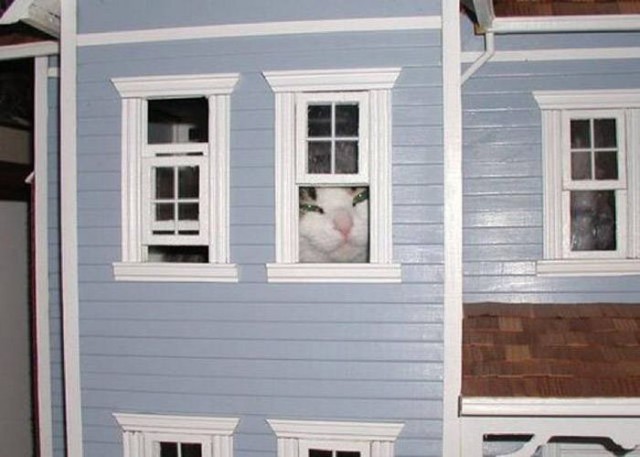 Коты и Кошки