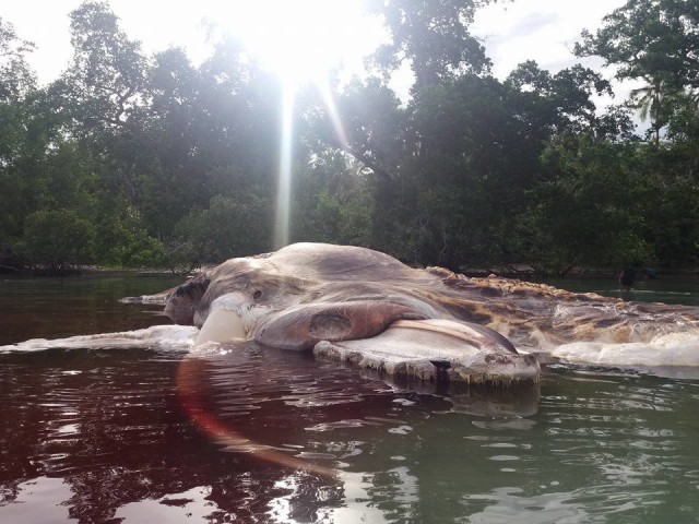 Да это же Кракен! В Индонезии на берег выбросило морское существо, похожее на гигантского кальмара или кашалота