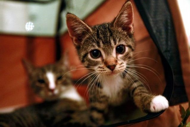 Коты и Кошки