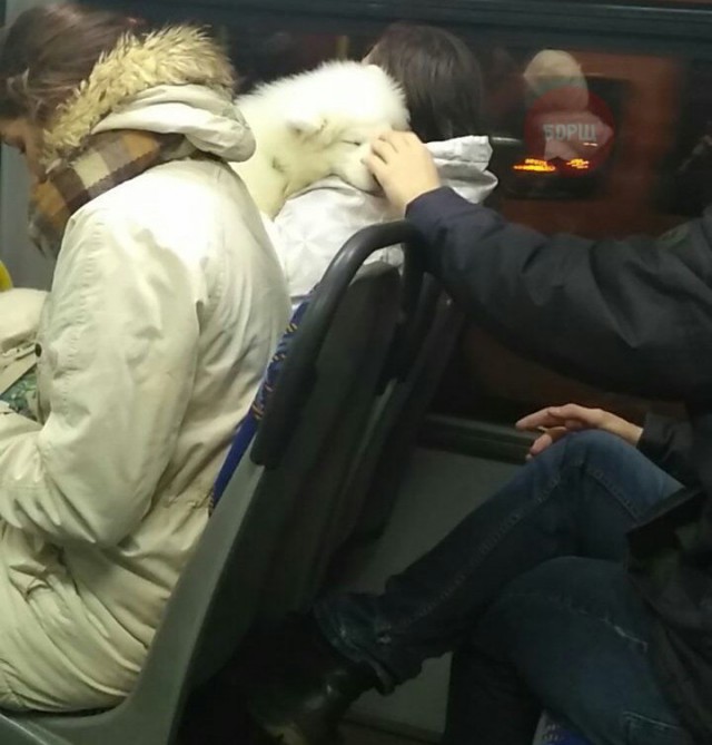 Подборка забавных животных