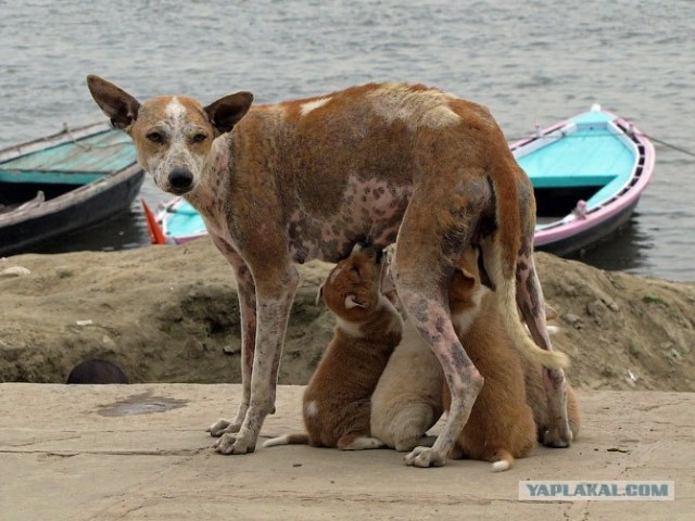 50 фактов об Индии глазами россиянина