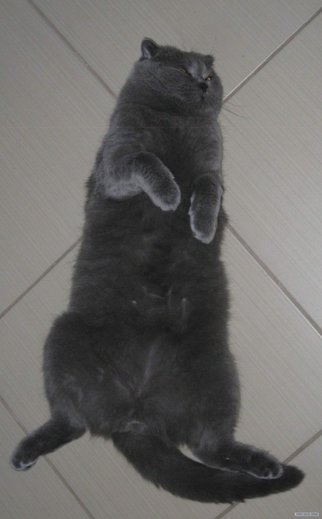 История о том, как мы не смогли отрезать коту …