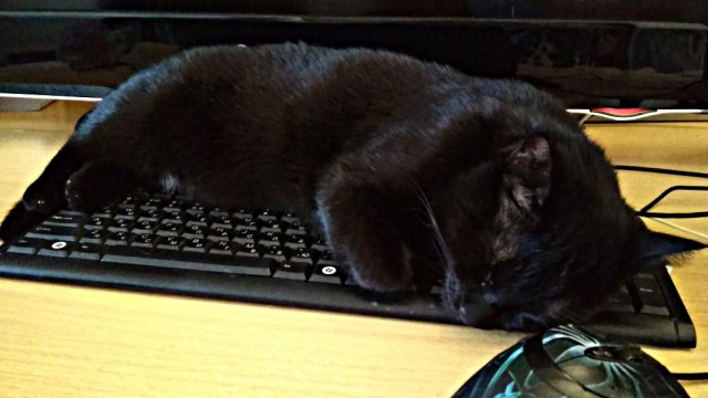 Котовторник 9.01.2018