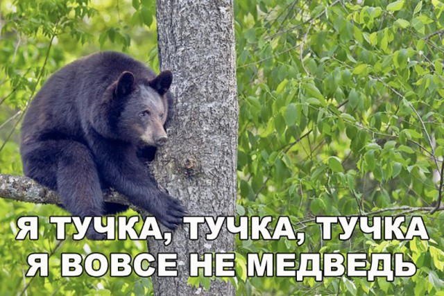 Живность из сети