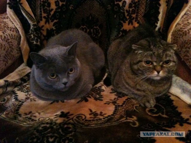 А не открыть бы нам котовторник 03.04.2018