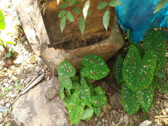 К живым мостам и обратно. Заметки из Индии