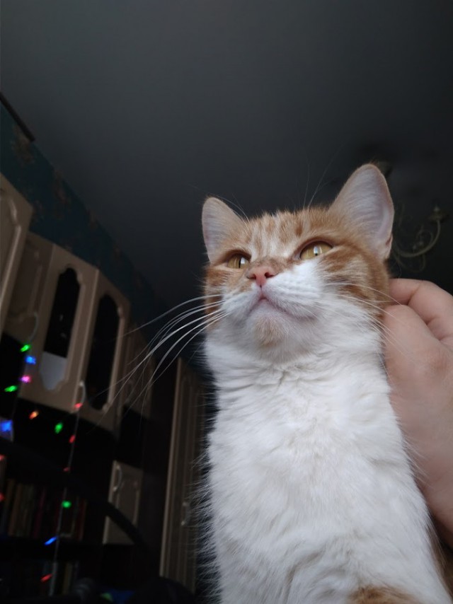 Котовторник ждали? А вот и он!
