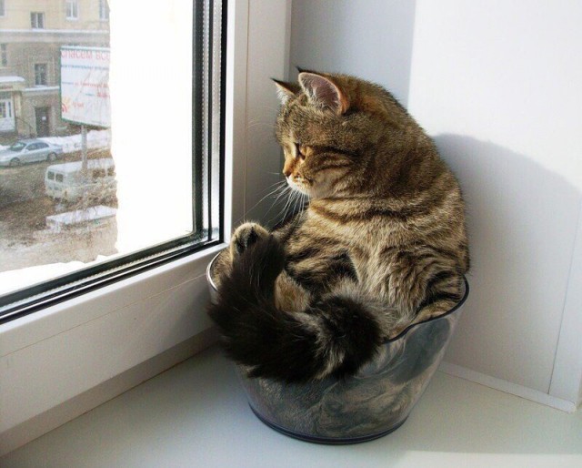 Кот без прикрас