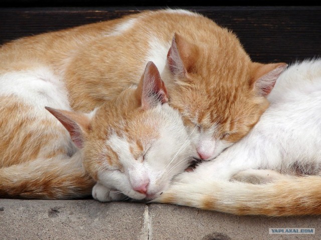 Котовторник на ЯПлакалъ