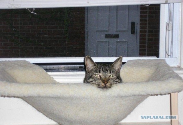 Котовторник в ЯПонии (58 фот)